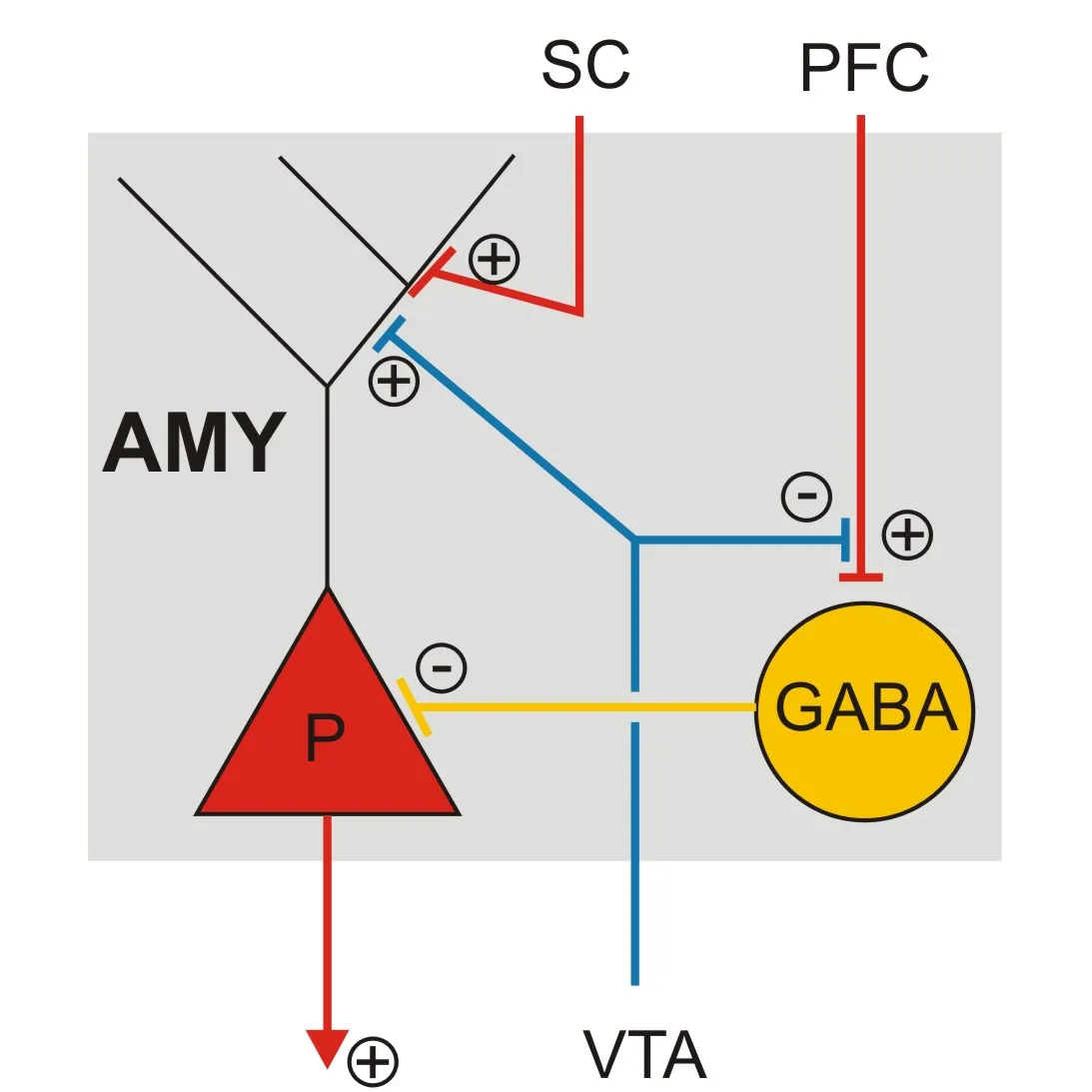 Illustration of the neuronal connections of the amygdala