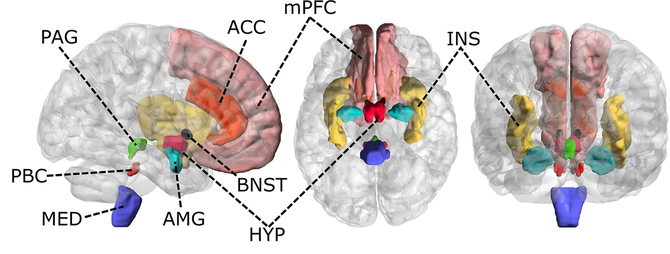 Diagram of the key brain regions that form the central autonomic network