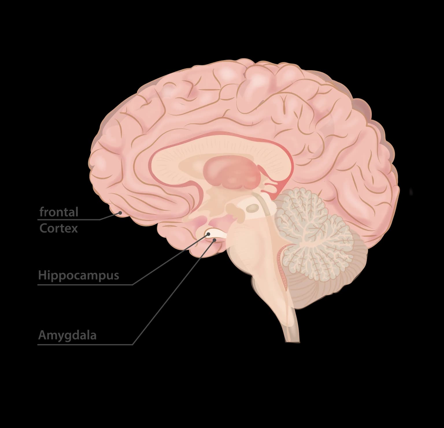 Brain anatomy showing the frontal cortex, hippocampus, and amygdala