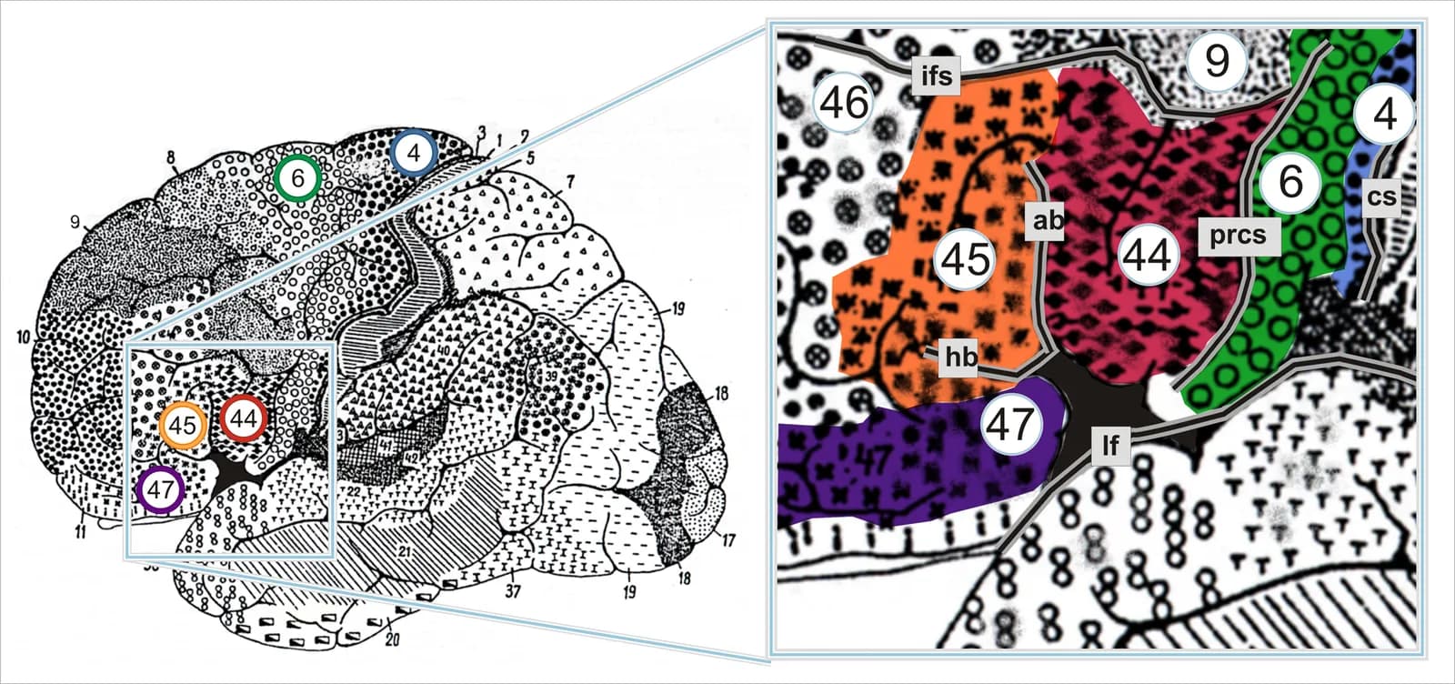 Brodmann areas of the human lateral frontal cortex