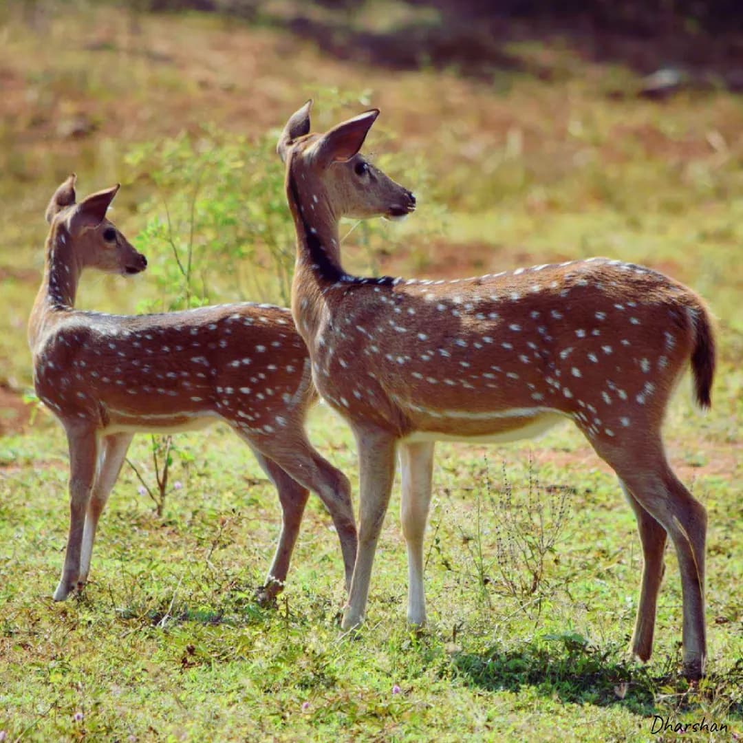 A young fawn staying close to its mother