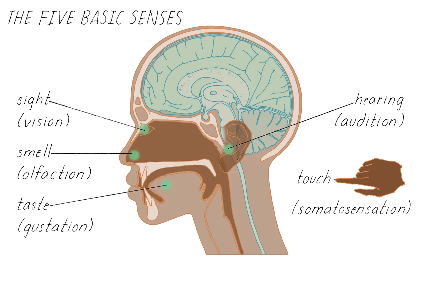 Illustration of the five senses: sight, hearing, taste, smell and touch