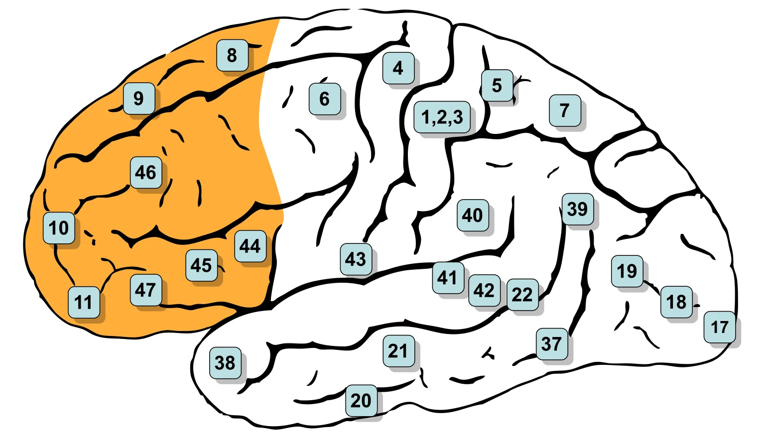 Lateral view of the human brain highlighting the prefrontal cortex