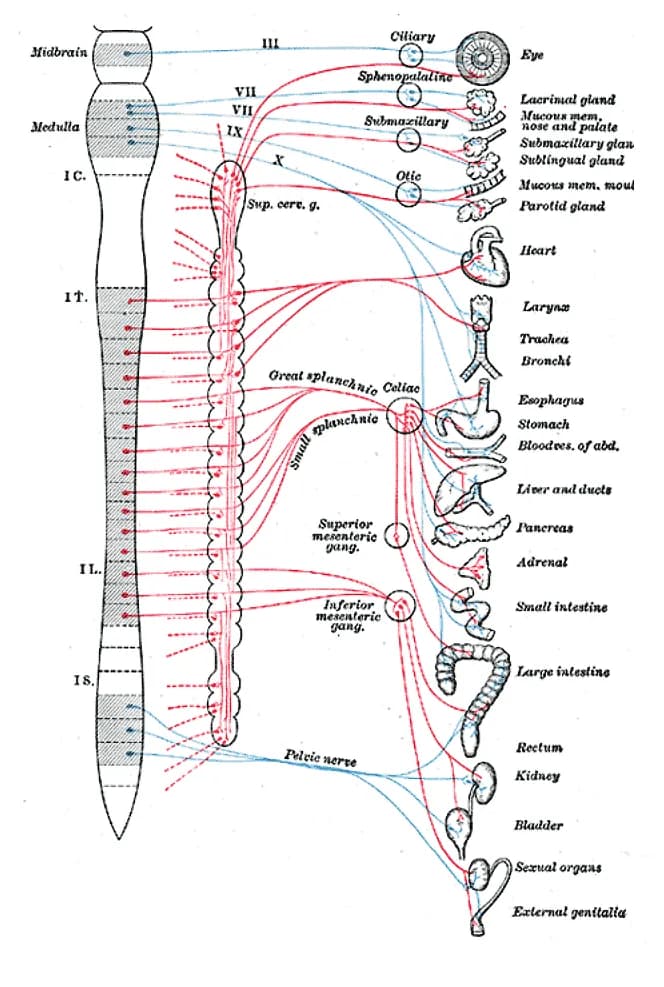 Anatomical diagram of the sympathetic nervous system and its connections to the spinal cord and body organs